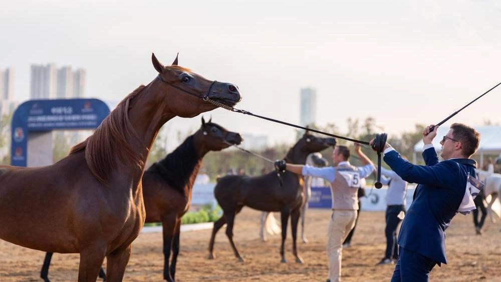 ختام مميز لكأس الإمارات لجمال الخيل العربية في الصين