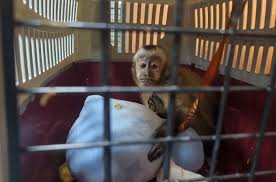 إنقاذ نحو 30 ألف حيوان من شبكات الاتجار العالمي في عملية دولية واسعة